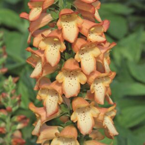 Digitalis 'Illumination 'Apricot' LARGE Plug Plants Pack x3