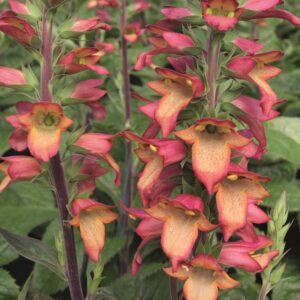 Digitalis 'Illumination 'Flame' LARGE Plug Plants Pack x3