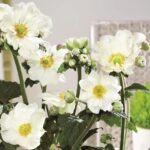 Anemone Japanese Hupehensis  Andrea Atkinson™  LARGE Plug Plants Pack x3