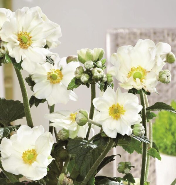 Anemone Japanese Hupehensis  Andrea Atkinson™  LARGE Plug Plants Pack x3