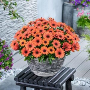 Osteospermum Cape Daisy Dalina® 'Orange' Plug Plants Pack x6