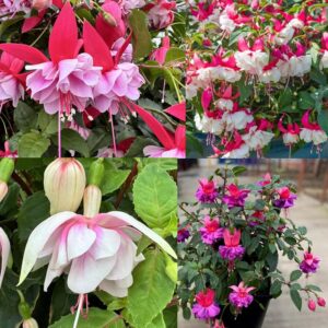 Fuchsia 'Patio Dancers' Mixed Pack x6 Plug Plants