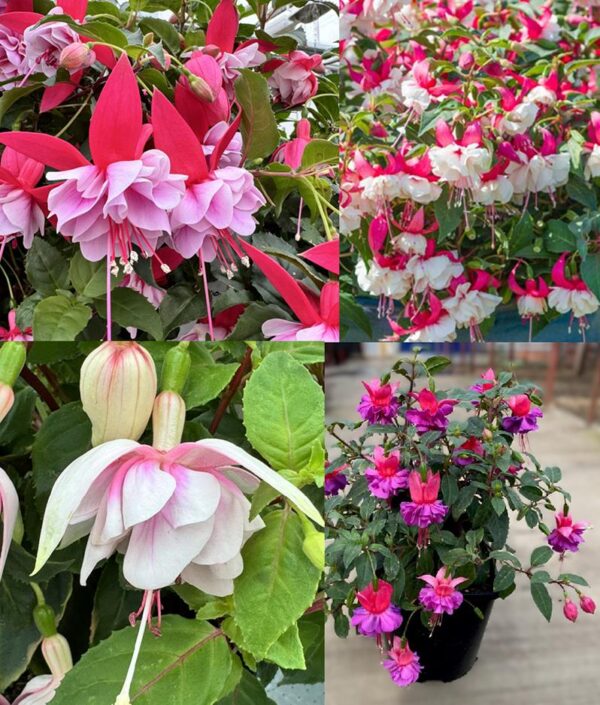 Fuchsia 'Patio Dancers' Mixed Pack x6 Plug Plants