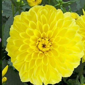 Dahlia 'Gardenetta' Mix Pack x6 Plug Plants