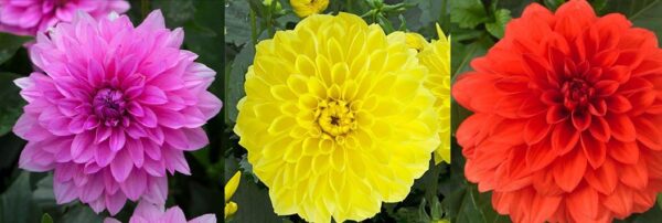 Dahlia 'Gardenetta' Mix Pack x6 Plug Plants