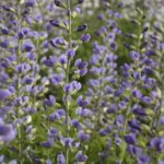 Baptisia Decadence®  'Blue Bubbly' 9cm Pot Perennial Pack x3