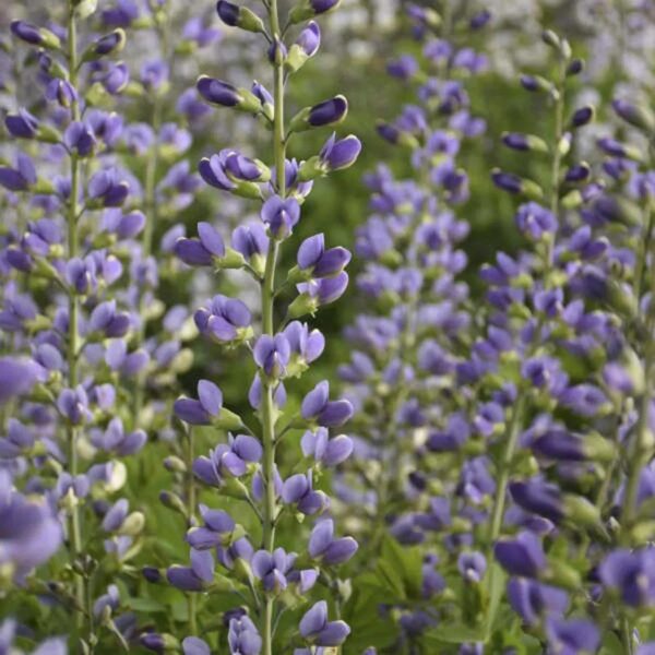 Baptisia Decadence®  'Blue Bubbly' 9cm Pot Perennial Pack x3