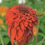 Echinacea (Coneflower) 'Hot Papaya' Perennial 9cm Pot Plants Pack x3