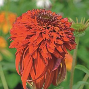 Echinacea (Coneflower) 'Hot Papaya' Perennial 9cm Pot Plants Pack x3