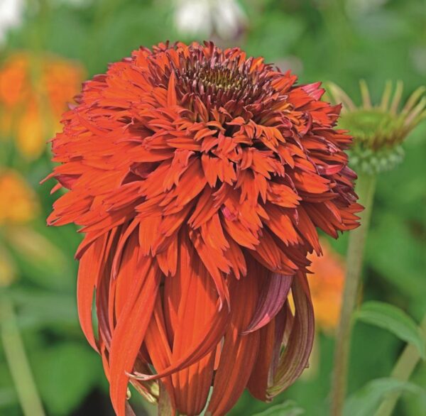 Echinacea (Coneflower) 'Hot Papaya' Perennial 9cm Pot Plants Pack x3