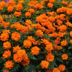 Cosmos Sulphureus 'Mandarin' Quality Flower Seeds