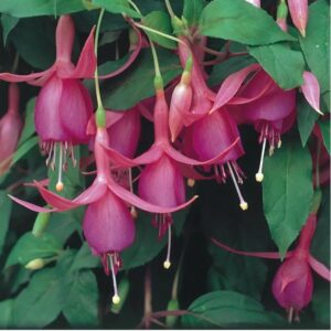 Fuchsia Trailing 'Jack Shahan' Summer Garden Plug Plants Pack x6