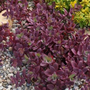 Sedum Sunsparkler® 'Firecracker' Perennial Alpine Plug Plants Pack x6