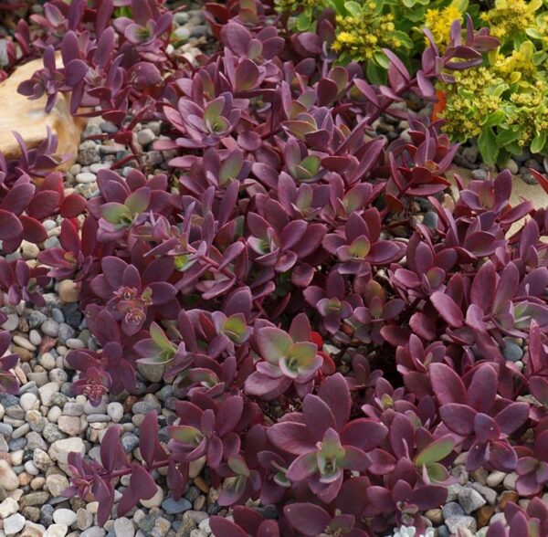 Sedum Sunsparkler® 'Firecracker' Perennial Alpine Plug Plants Pack x6