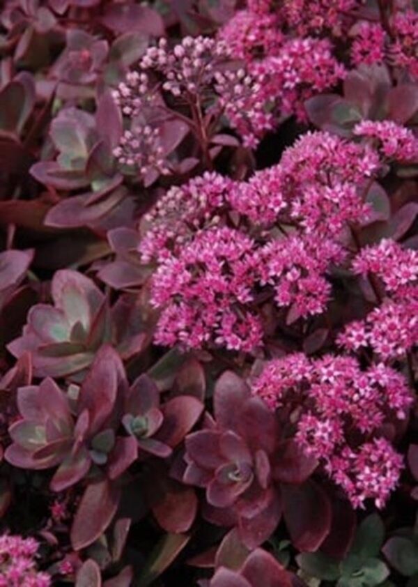 Sedum Sunsparkler® 'Firecracker' Perennial Alpine Plug Plants Pack x6