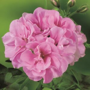 Ivy Leaf Trailing Geranium 'Grandeur® 'Pink' Plug Plants Pack x6