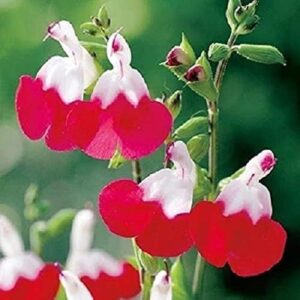 Salvia 'Hot Lips' Perennial Garden 9cm Pot Plants Pack x3