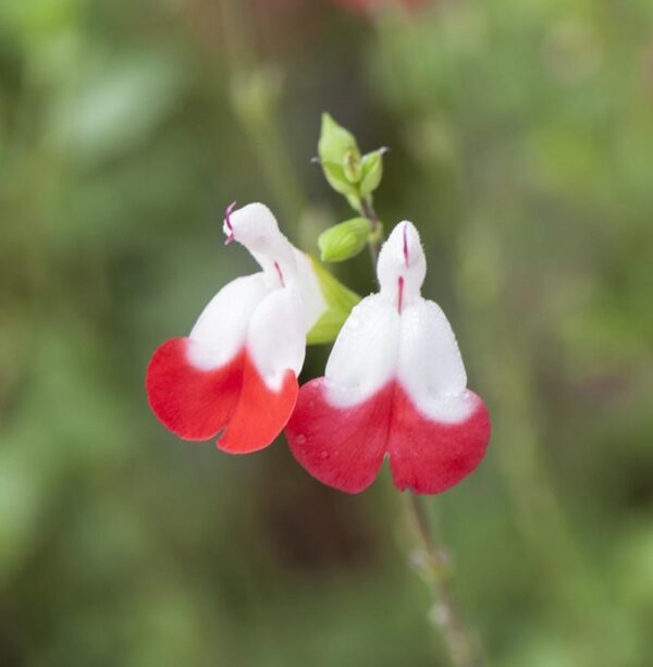 Salvia 'Hot Lips' Perennial Garden 9cm Pot Plants Pack x3