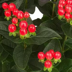 Hypericum Miracle ® Grandeur Shrub LARGE Plug Plants Pack x3