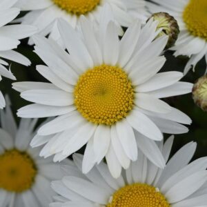 Shasta Leucanthemum 'Madonna' Perennial LARGE Plug Plants x6