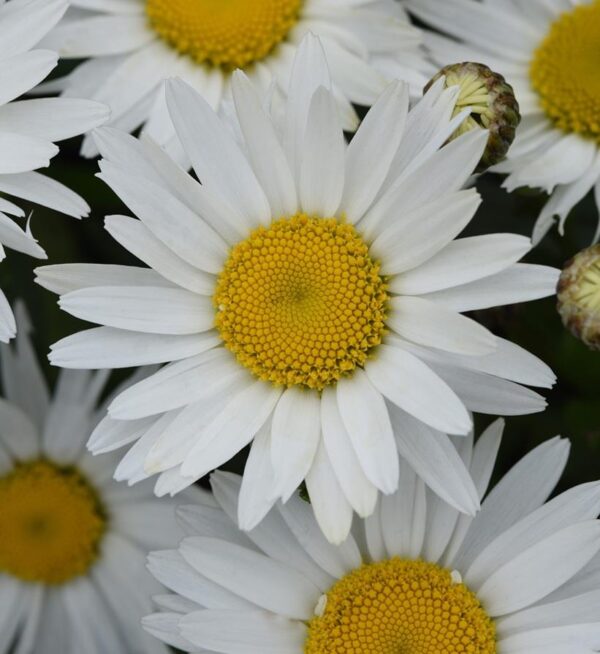 Shasta Leucanthemum 'Madonna' Perennial LARGE Plug Plants x6