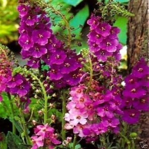 Verbascum 'Phoeniceum' Mixed Perennial Garden Plug Plants Pack x6