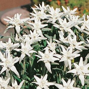Edelweiss Leonopodium Alpinum Perennial Alpine XXL Supersize Plug Plants Pack x3