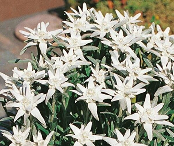 Edelweiss Leonopodium Alpinum Perennial Alpine XXL Supersize Plug Plants Pack x3