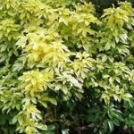 Choisya Ternata 'Sundance' Garden Shrub XXL Supersize Plug Plants Pack x3
