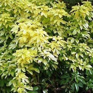 Choisya Ternata 'Sundance' Garden Shrub XXL Supersize Plug Plants Pack x3