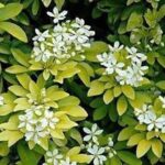 Choisya Ternata 'Sundance' Garden Shrub XXL Supersize Plug Plants Pack x3