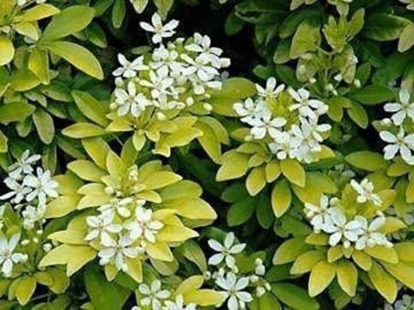 Choisya Ternata 'Sundance' Garden Shrub XXL Supersize Plug Plants Pack x3