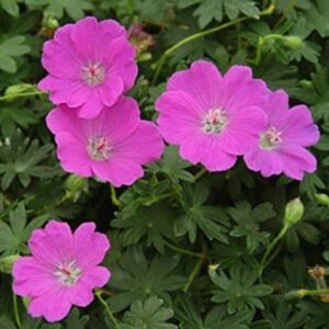Pack x3 Hardy Geranium Sanguineum 'Max Frei' XXL Supersize Plug Plants