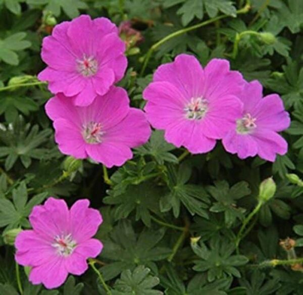 Pack x3 Hardy Geranium Sanguineum 'Max Frei' XXL Supersize Plug Plants
