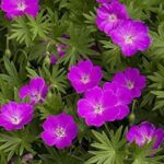 Pack x3 Hardy Geranium Sanguineum 'Max Frei' XXL Supersize Plug Plants