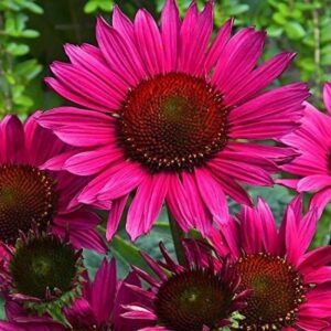 Echinacea (Coneflower) 'Vintage Wine' Perennial 9cm Pot Plants Pack x3