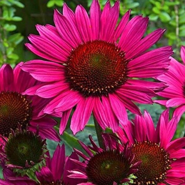 Echinacea (Coneflower) 'Vintage Wine' Perennial 9cm Pot Plants Pack x3