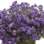 Nemesia Lady Anne 'Blue' Plug Plants Pack x6
