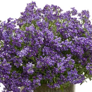 Nemesia Lady Anne 'Blue' Plug Plants Pack x6