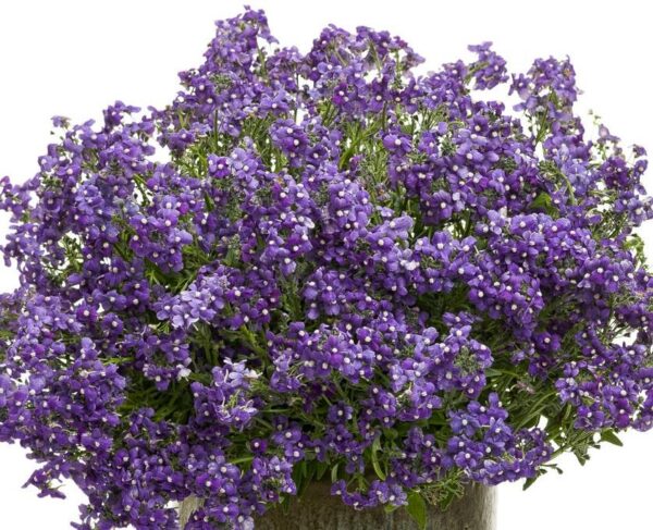 Nemesia Lady Anne 'Blue' Plug Plants Pack x6