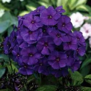 Phlox Paniculata 'Adessa® Compact Purple Perennial Plug Plants Pack x6