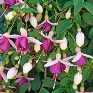 Fuchsia Trailing 'La Campanella' Summer Garden Plug Plants Pack x6
