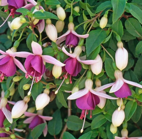 Fuchsia Trailing 'La Campanella' Summer Garden Plug Plants Pack x6