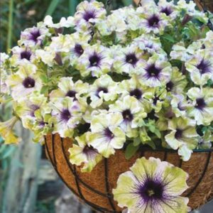 Petunia Amazonia Plum Cockatoo Pack x6 Plug Plants