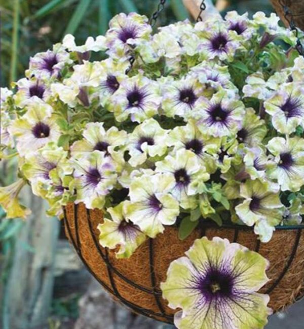 Petunia Amazonia Plum Cockatoo Pack x6 Plug Plants