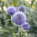 Echinops Taplow Blue Perennial Pack x3 Plants 9cm
