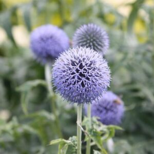 Echinops Taplow Blue Perennial Pack x3 Plants 9cm