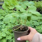 Echinops Taplow Blue Perennial Pack x3 Plants 9cm