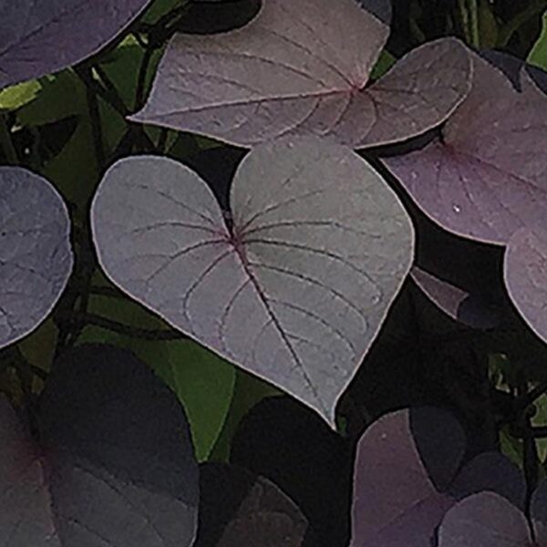Ipomoea Climbing SolarTower™ Black Pack x6 Plug Plants