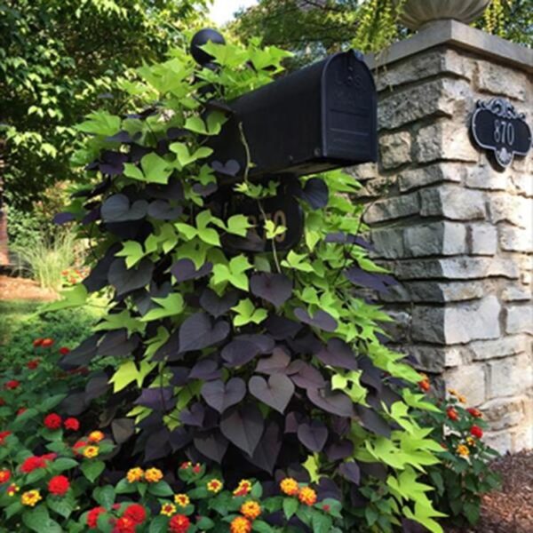 Ipomoea Climbing SolarTower™ Black Pack x6 Plug Plants